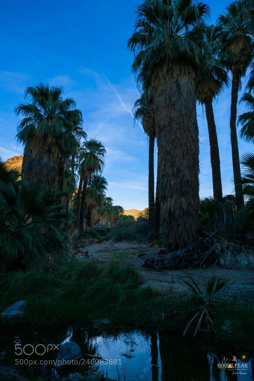 Sony a7R II sample photo. Blue evening oasis photography