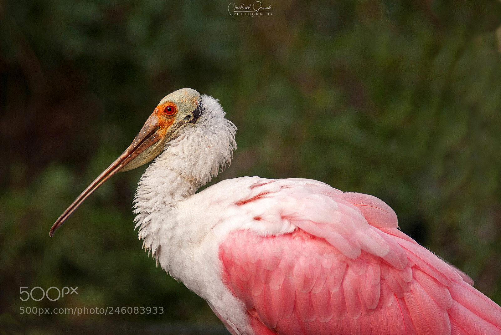 Nikon D200 sample photo. Roseate spoonbill (platalea ajaja) photography