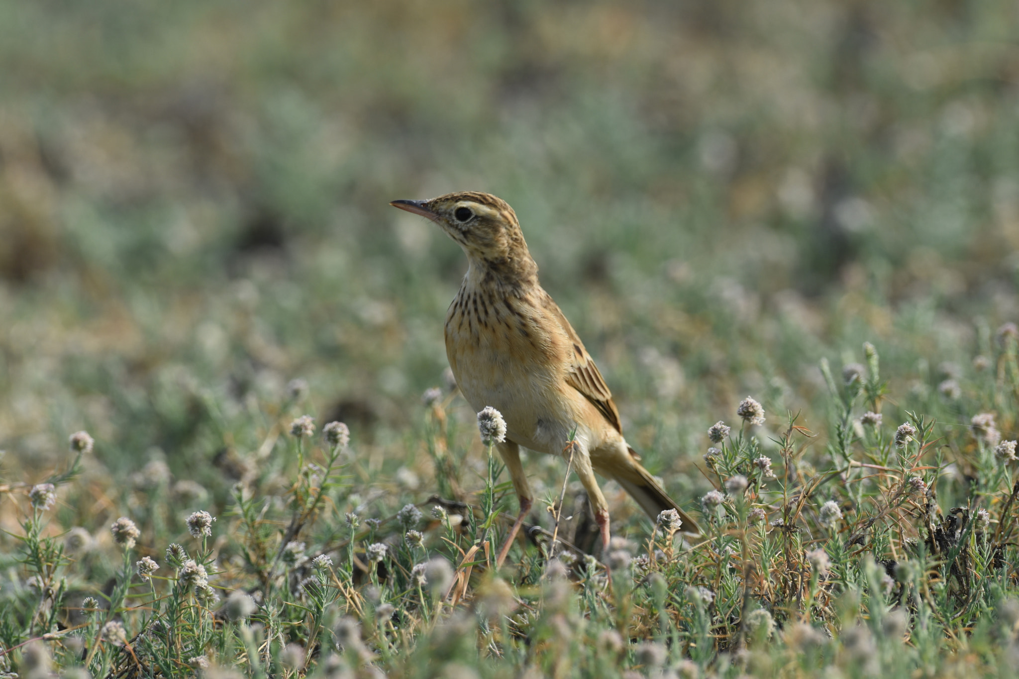 Nikon AF-S Nikkor 200-500mm F5.6E ED VR sample photo. Hello its me pipit photography
