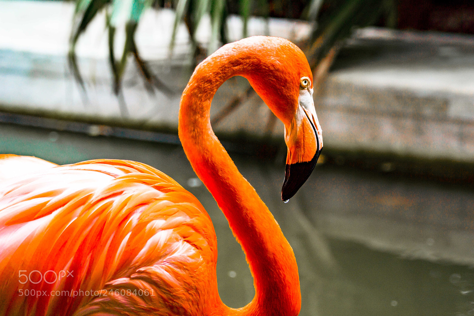 Sony SLT-A77 sample photo. Single. ready to flamingle! photography