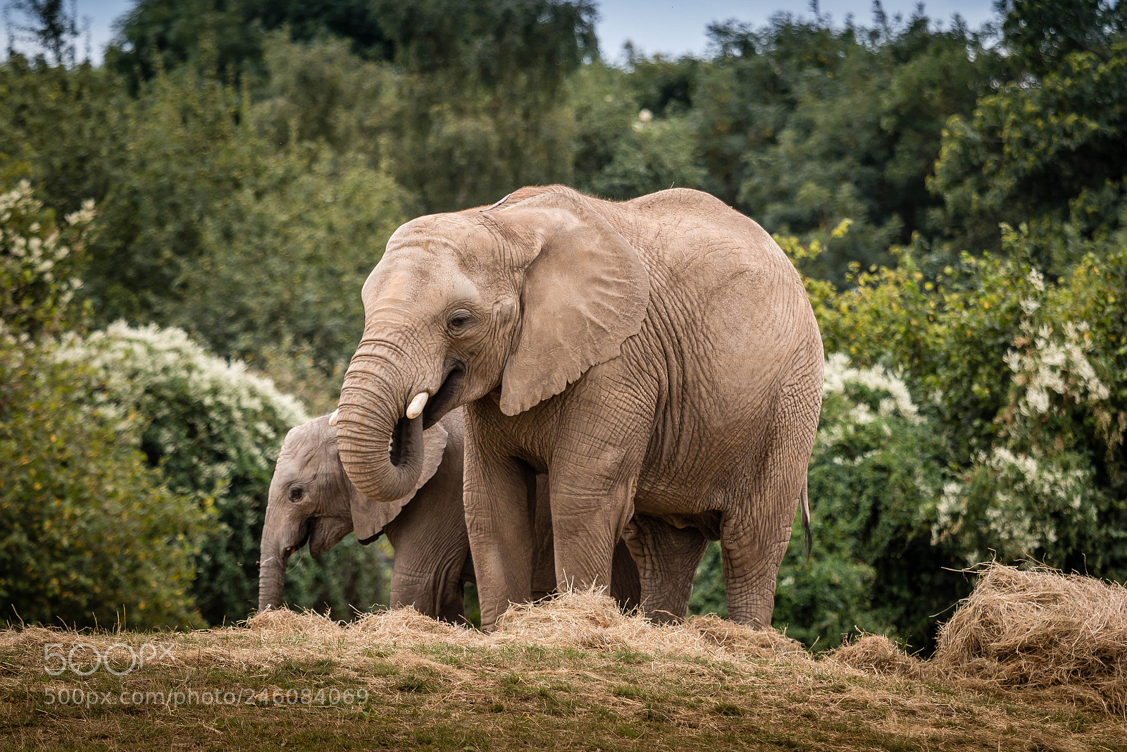 Canon EOS 70D sample photo. African elephant-4.jpg photography