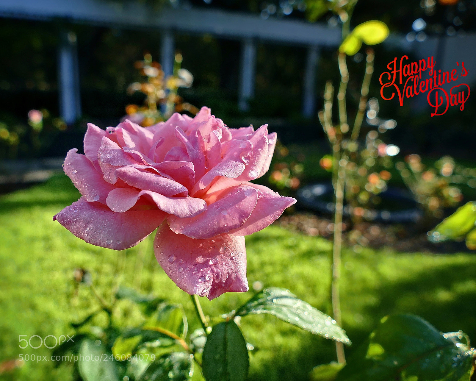 Panasonic Lumix DMC-FZ1000 sample photo. Happy valentines day photography