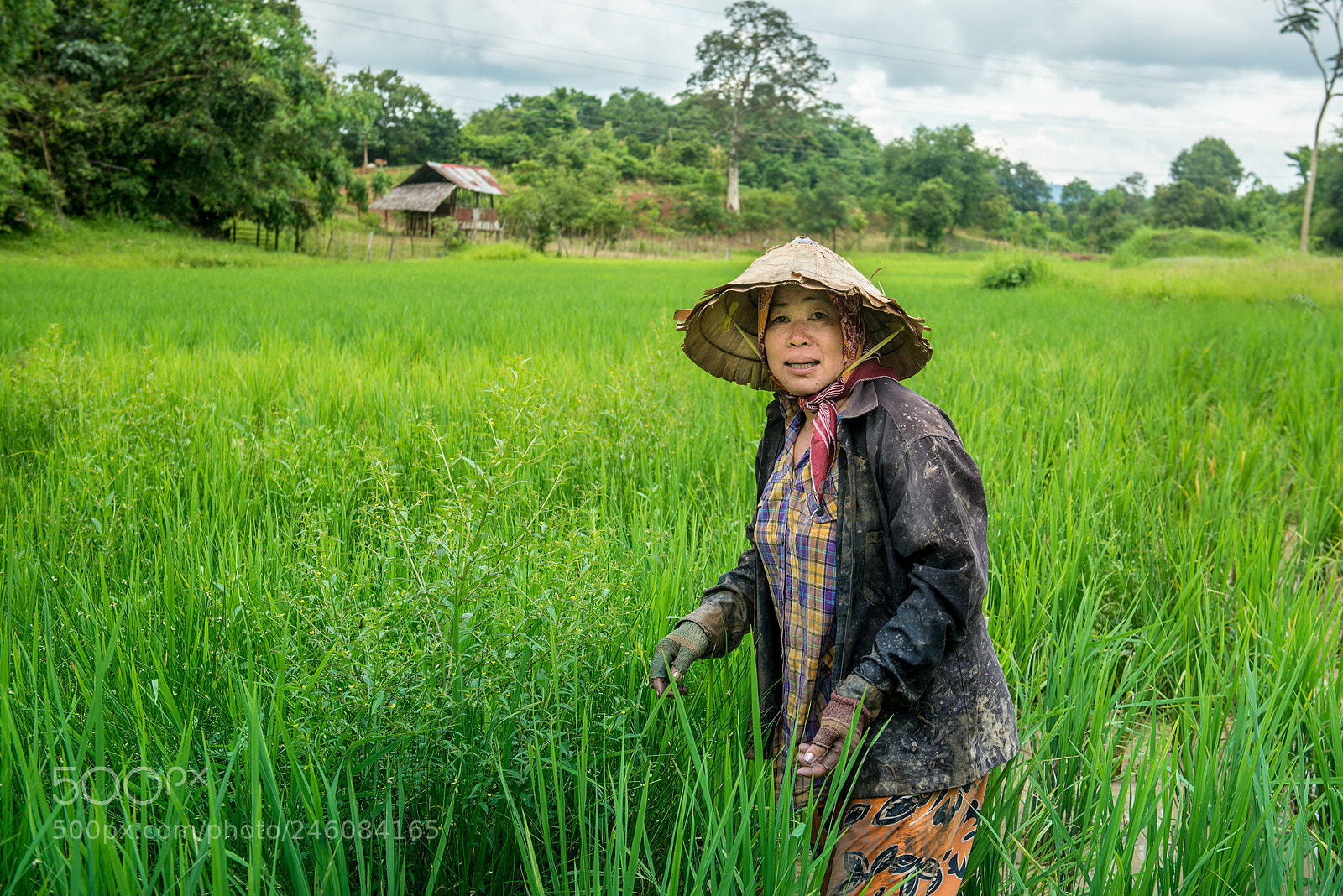 Nikon D800 sample photo. Rice farmer photography