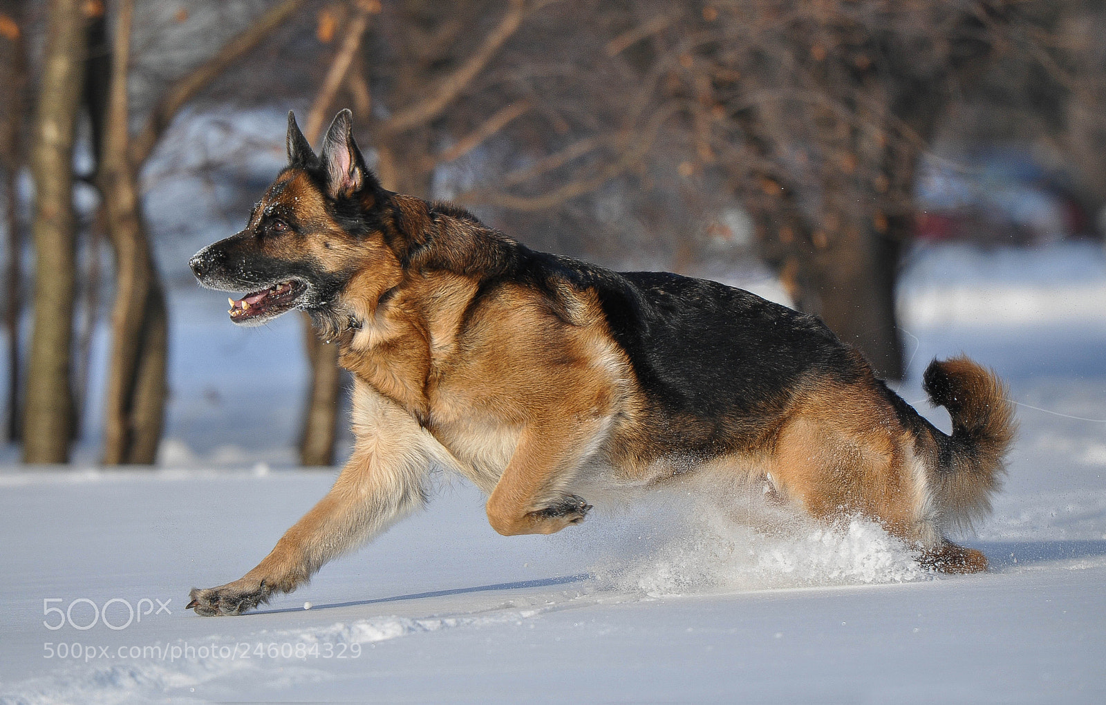 Nikon D90 sample photo. Winter photography