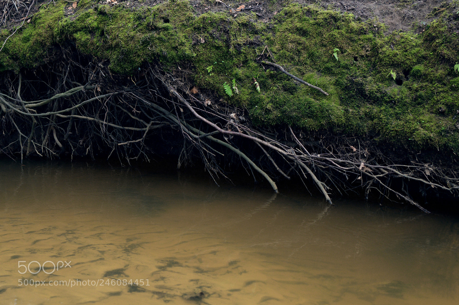 Nikon D7500 sample photo. Riverbank detail photography