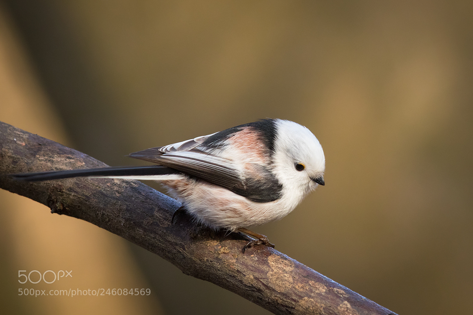 Canon EOS 7D Mark II sample photo. Titmouse photography