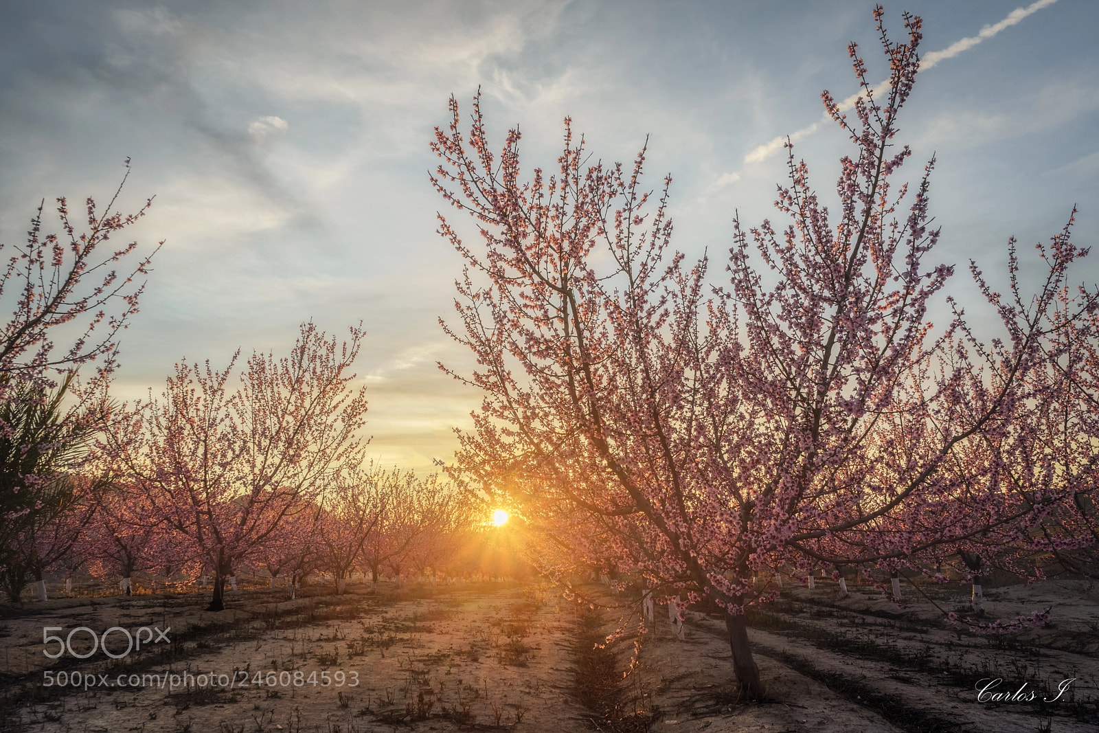 Sony a7 II sample photo. Floración en cieza photography