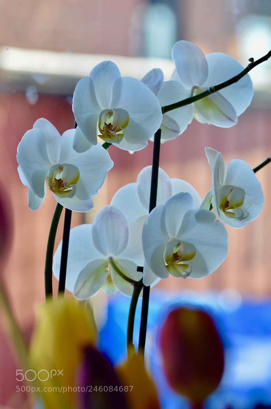 Nikon D3200 sample photo. Flower through the window photography