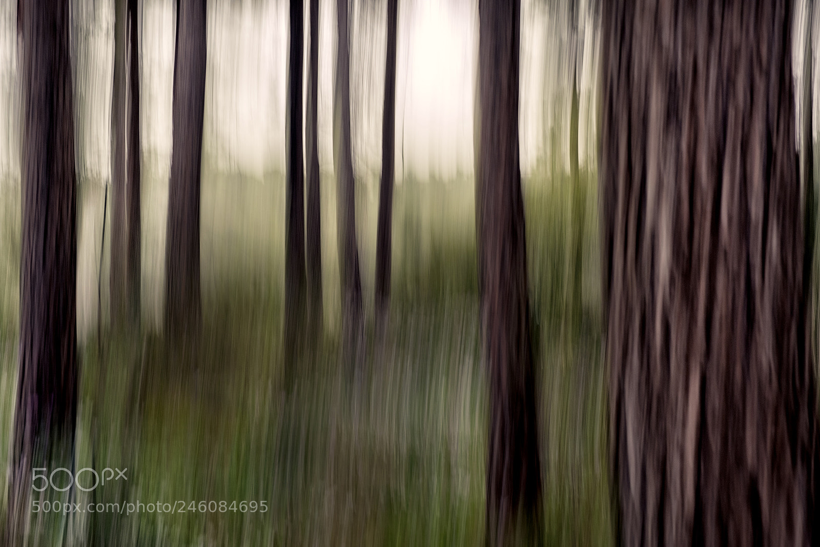 Fujifilm X-T2 sample photo. To paint woods with photography