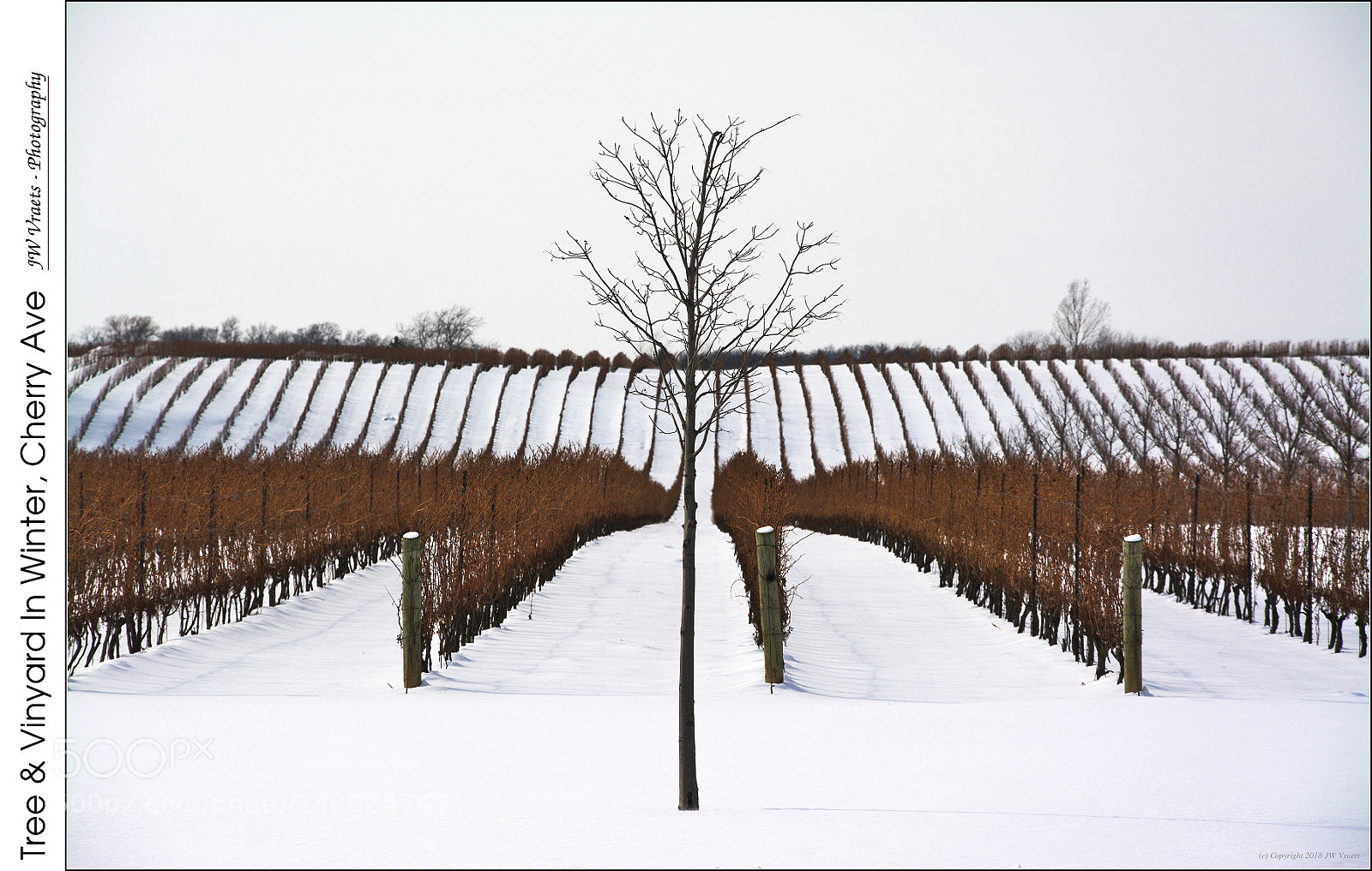Nikon D7100 sample photo. Tree vineyard in winter photography