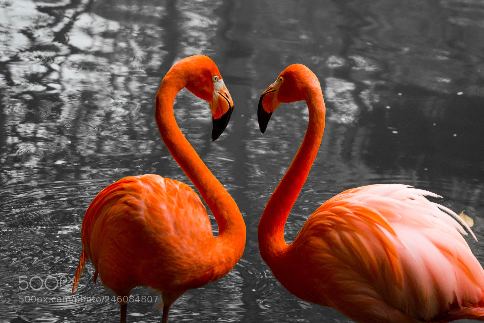 Sony SLT-A77 sample photo. Love is in the photography