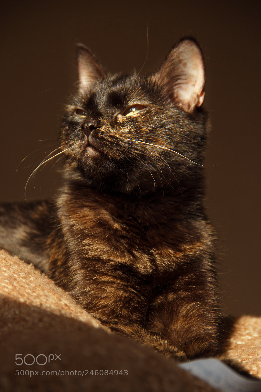 Canon EOS 600D (Rebel EOS T3i / EOS Kiss X5) sample photo. Eva photography