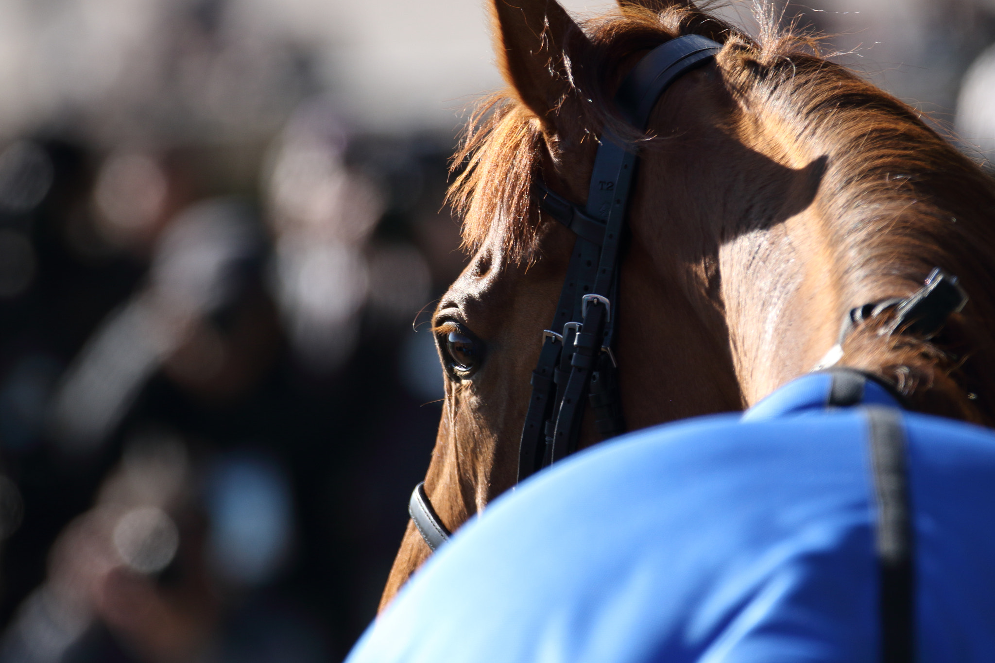 Sigma 150-600mm F5-6.3 DG OS HSM | C sample photo. Race horse photography