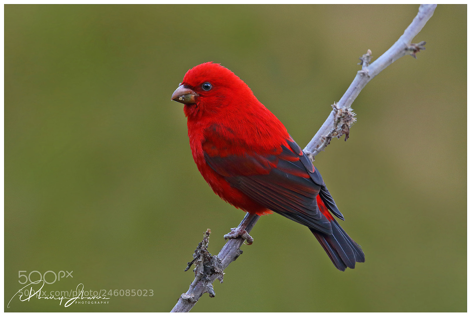 Canon EOS 7D Mark II sample photo. The scarlet photography