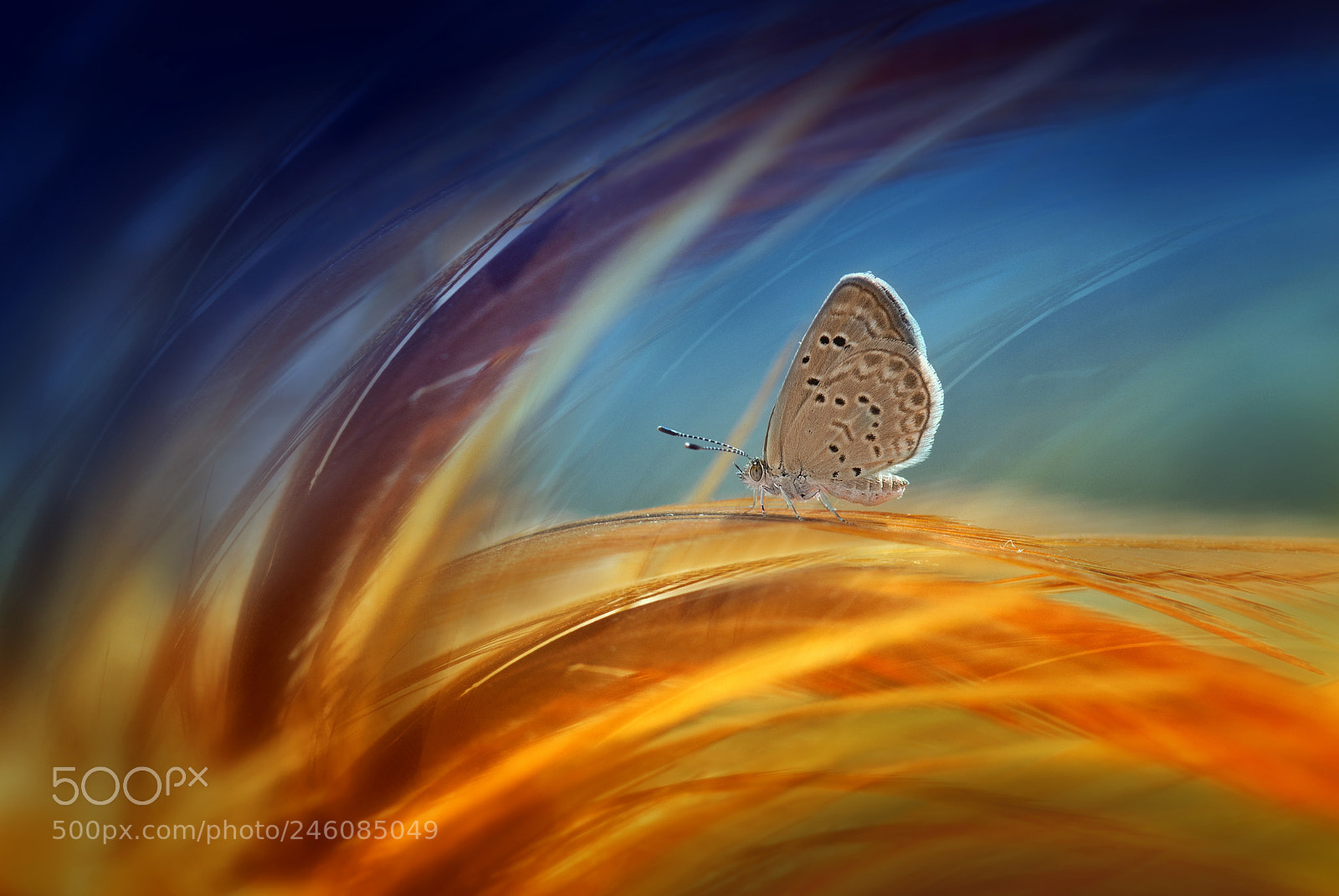 Nikon D3000 sample photo. Art of butterfly photography