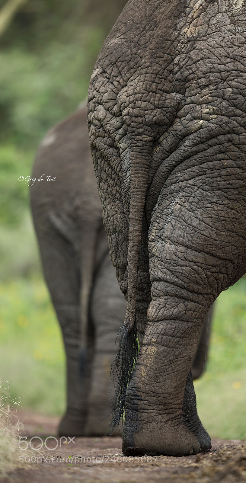 Nikon D5 sample photo. Elephant bums photography