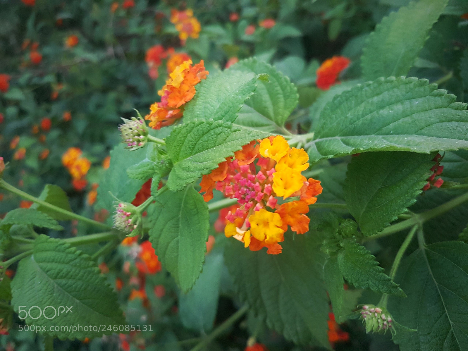 Samsung Galaxy S7 sample photo. ? photography