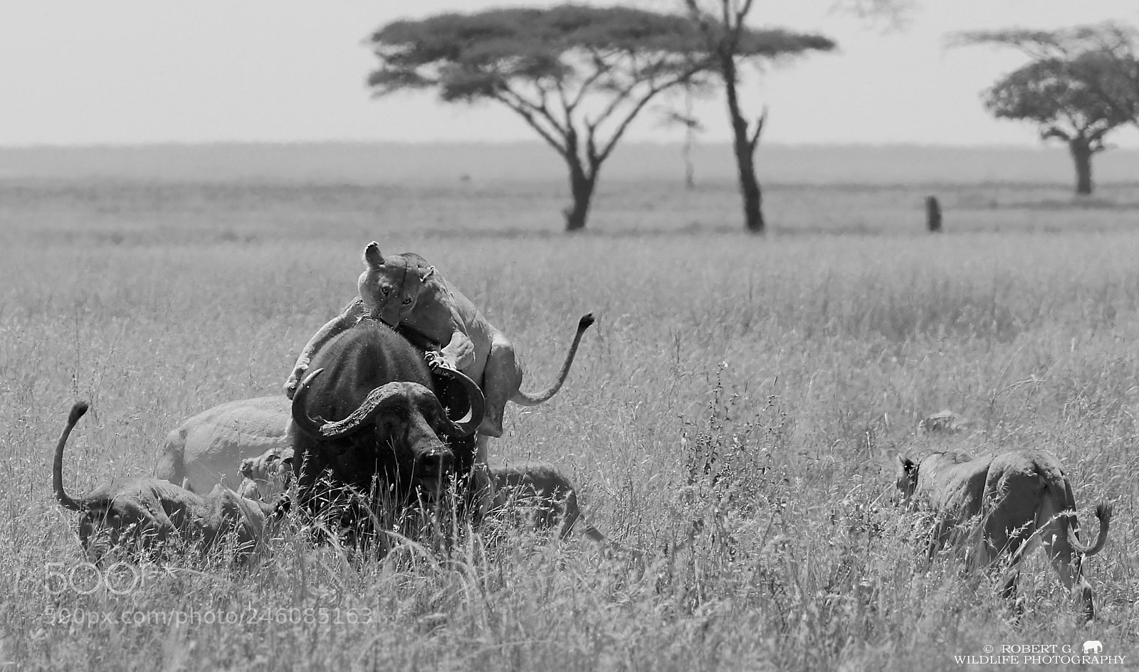 Sony SLT-A77 sample photo. Hunting lion´s photography