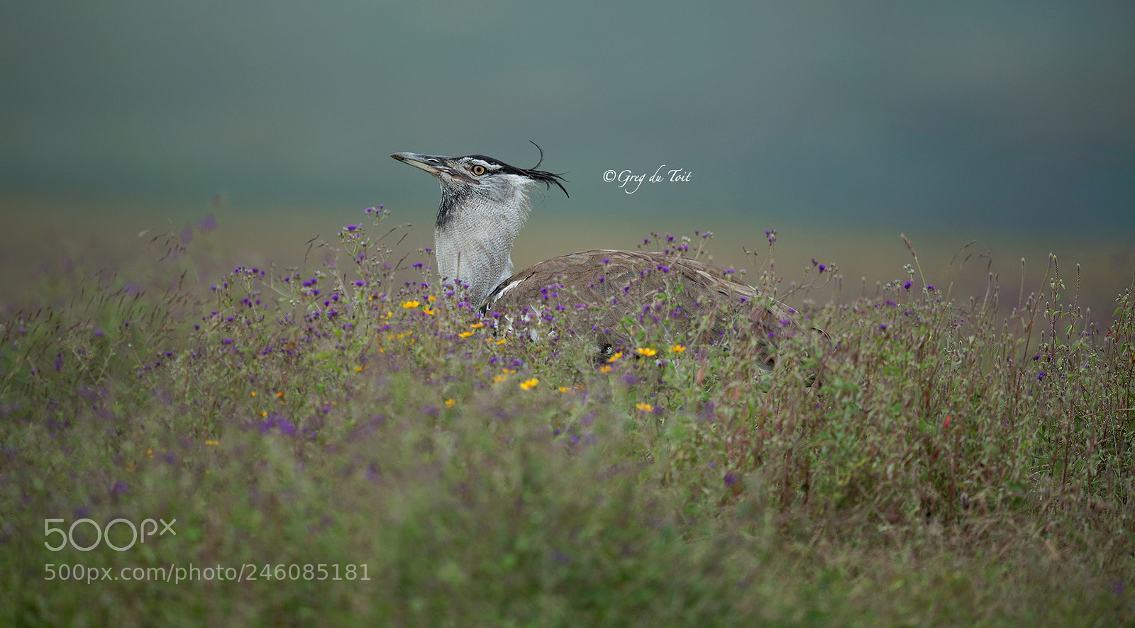 Nikon D5 sample photo. Beautiful bustard photography