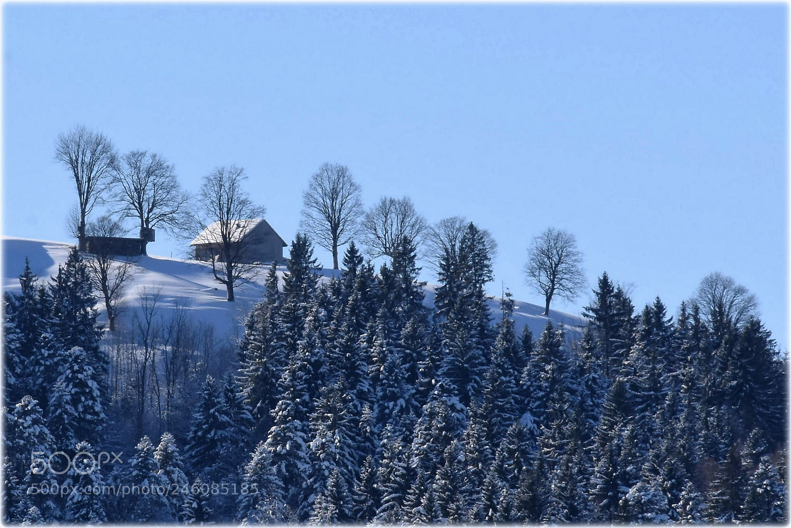 Nikon D7200 sample photo. "top with trees" photography