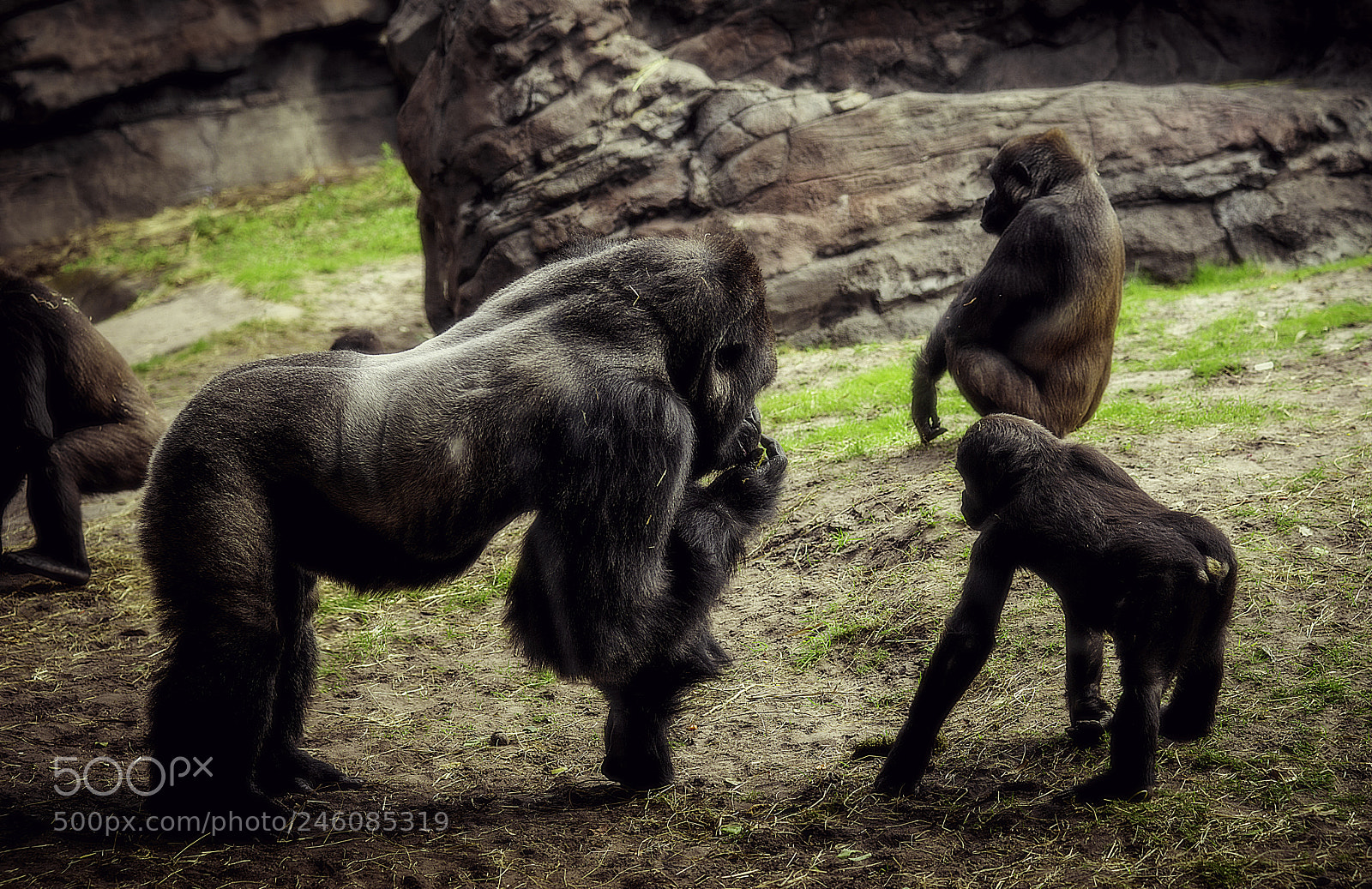Sony SLT-A99V sample photo. Gorilla family photography
