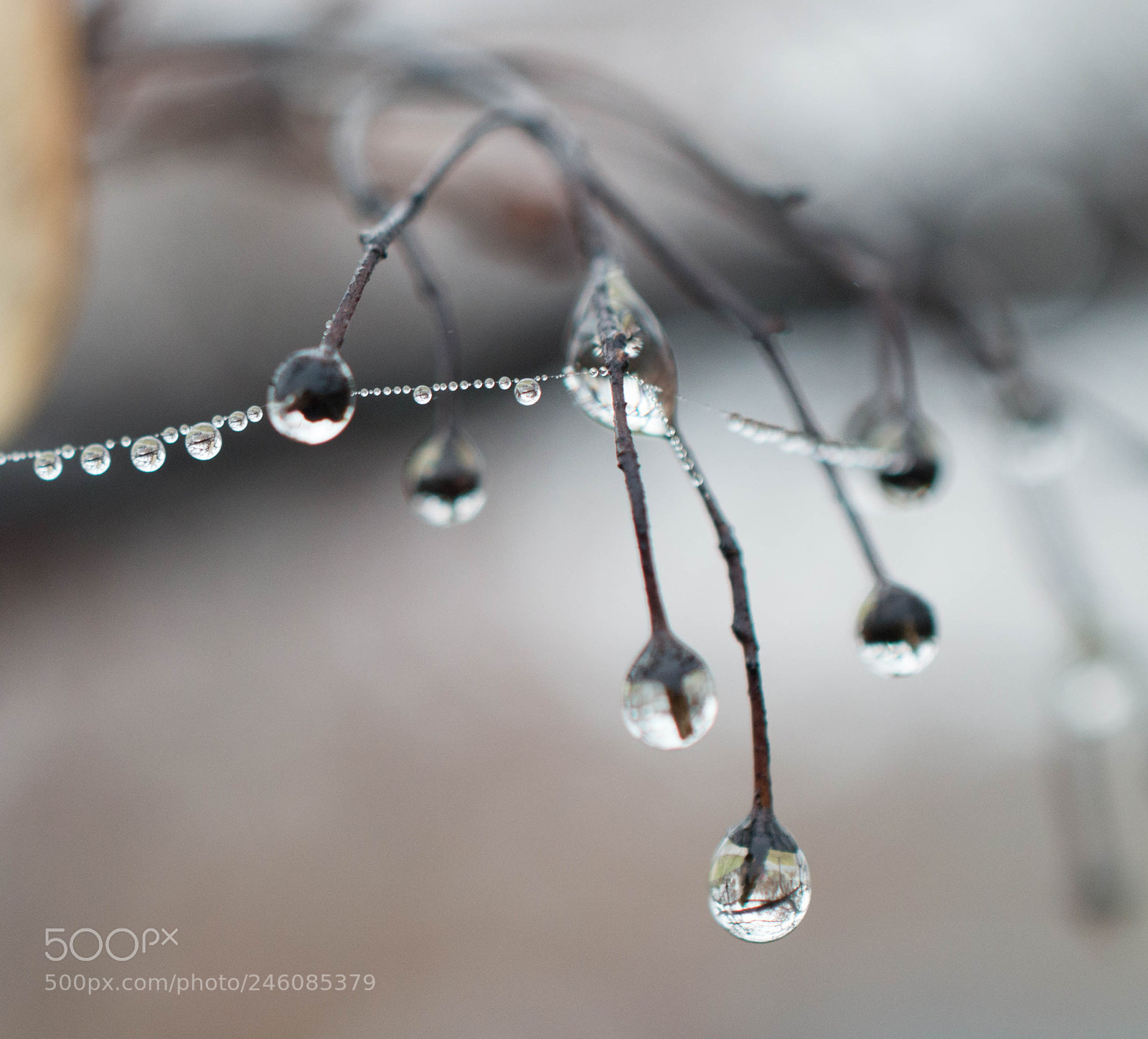 Nikon D3200 sample photo. Bejeweled photography