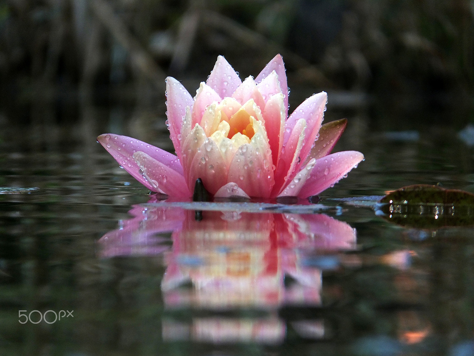 Fujifilm FinePix F750EXR sample photo. Water lily nymphaea 'perry's orange sunset' photography