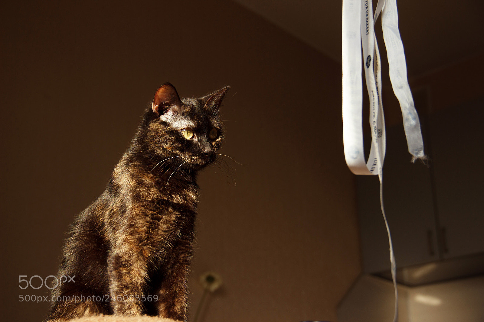 Canon EOS 600D (Rebel EOS T3i / EOS Kiss X5) sample photo. Eva photography
