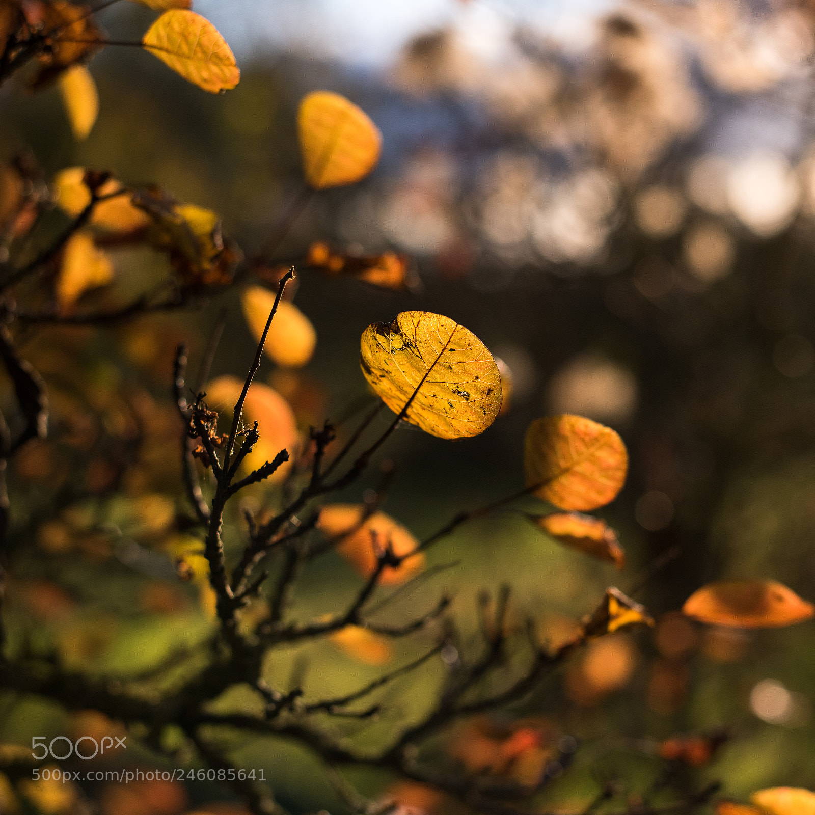 Nikon D810 sample photo. Smokebush fall photography