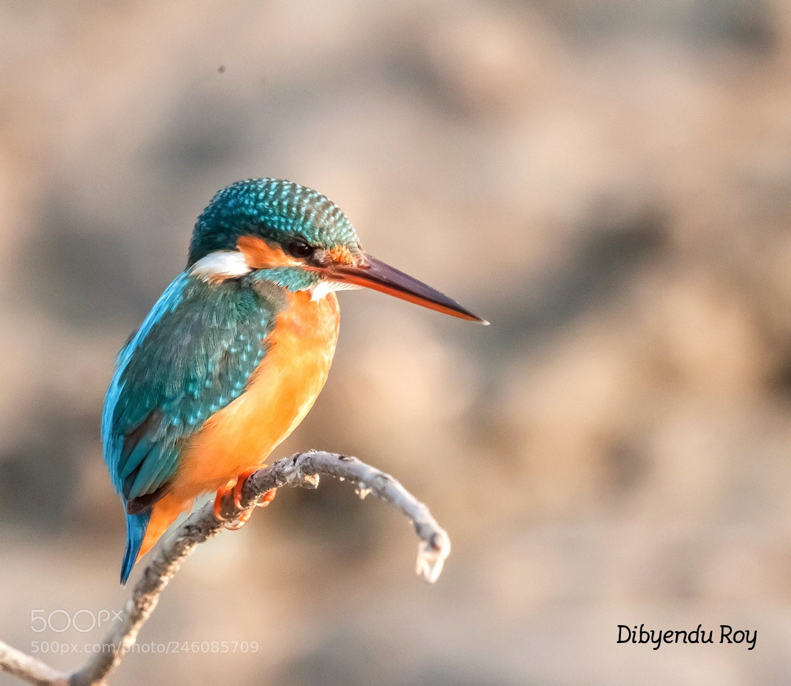 Canon EOS 500D (EOS Rebel T1i / EOS Kiss X3) sample photo. The common kingfisher  photography