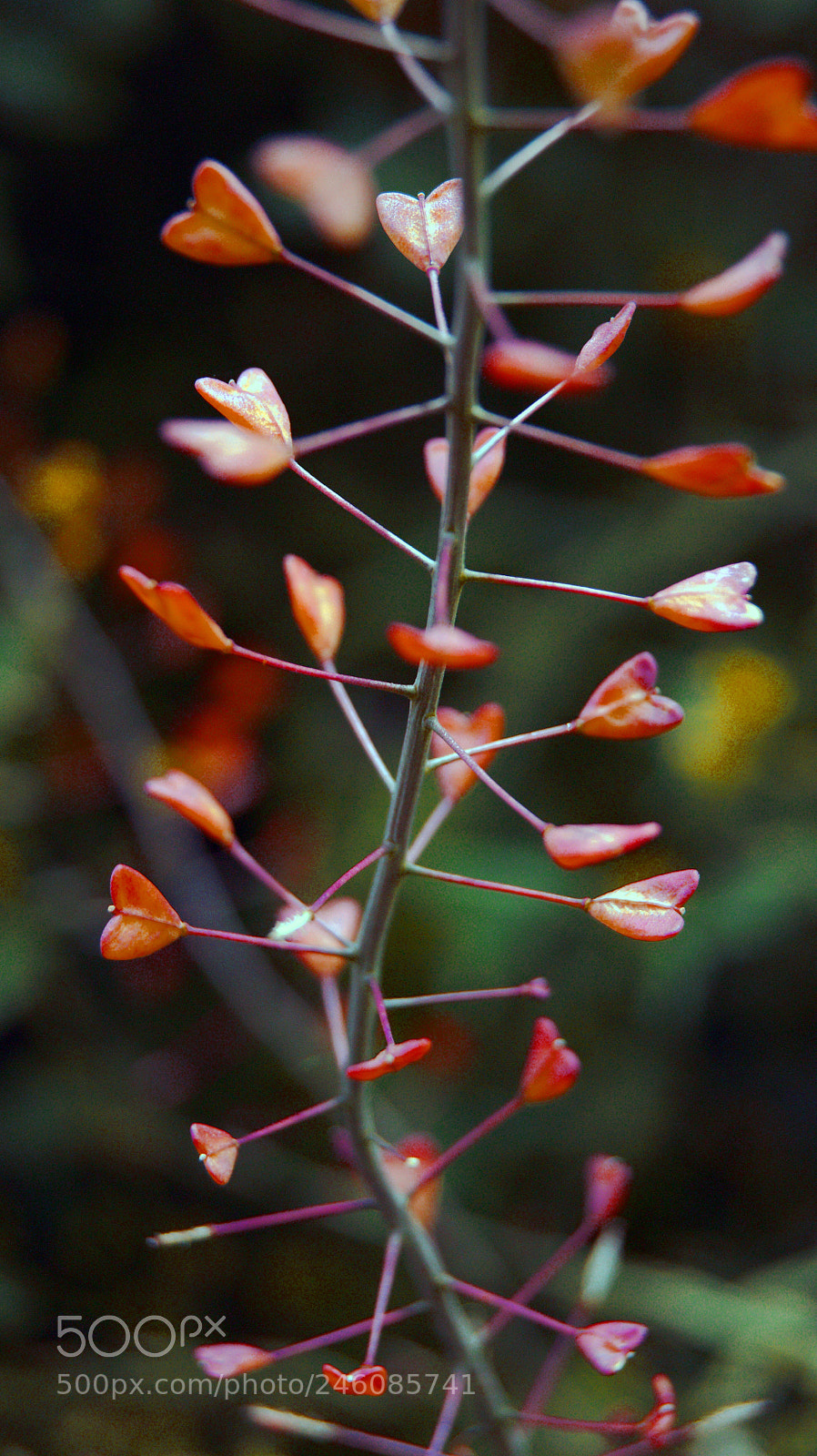 Sony Alpha DSLR-A290 sample photo. Happy valentine’s day! photography