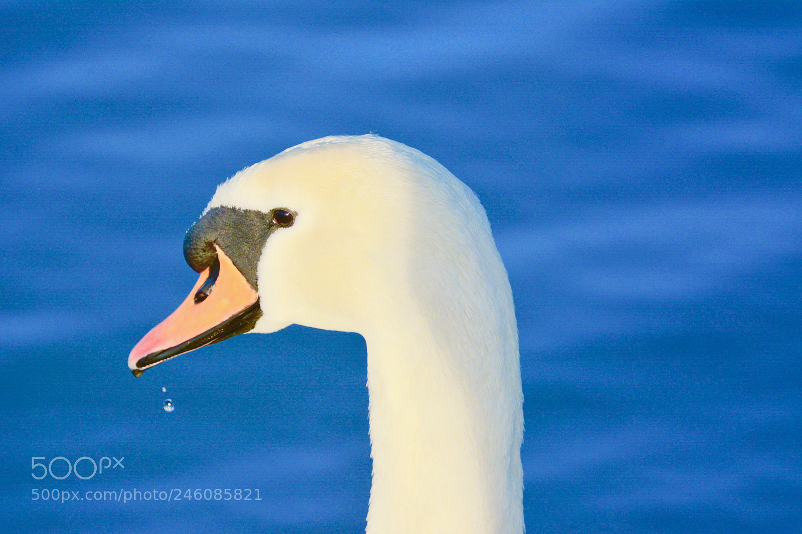 Nikon D7100 sample photo. Swan photography