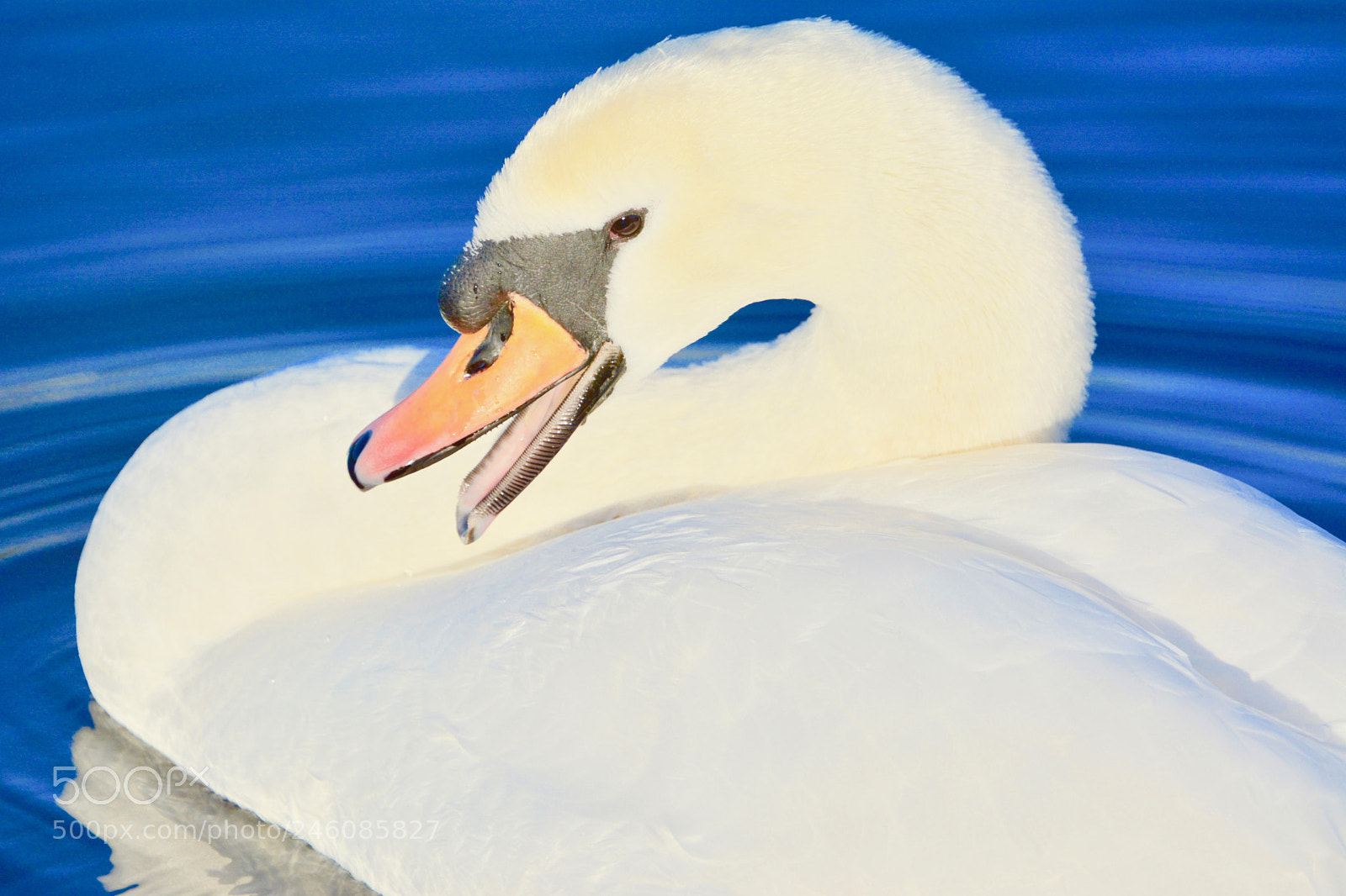 Nikon D7100 sample photo. Swan photography