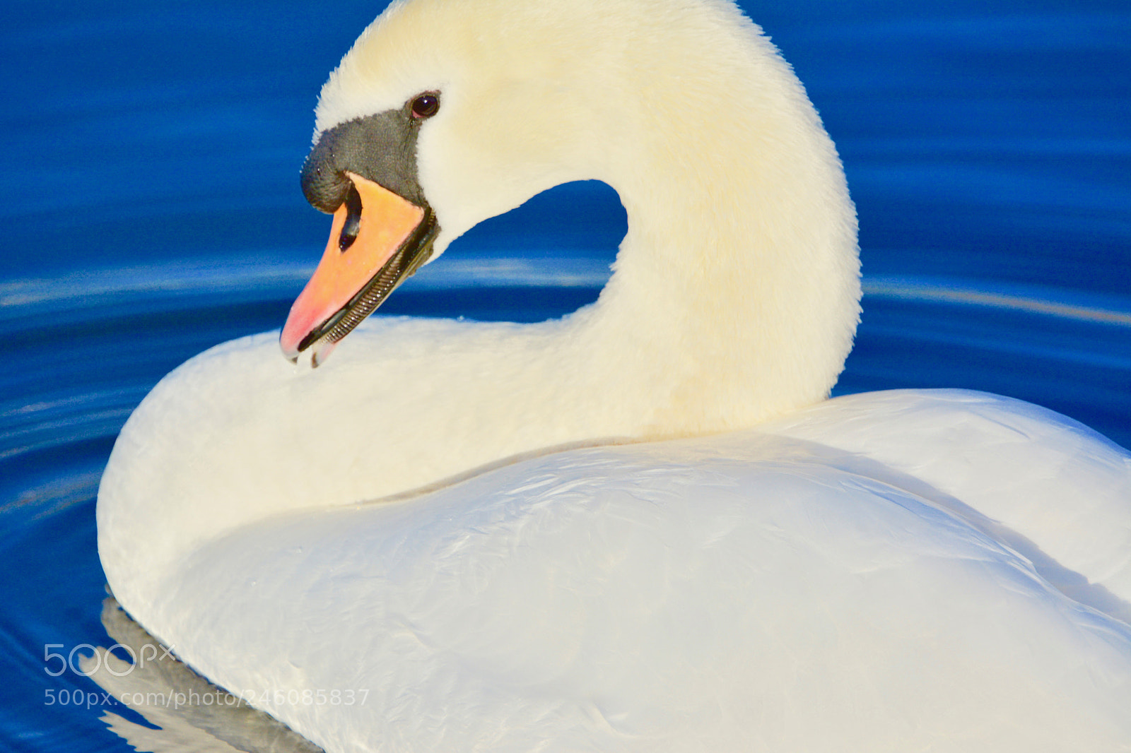 Nikon D7100 sample photo. Swan photography