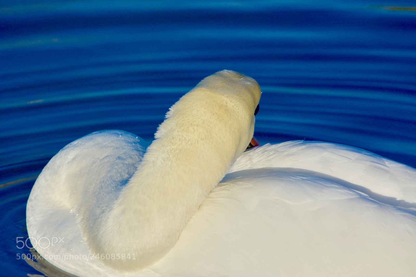 Nikon D7100 sample photo. Swan photography