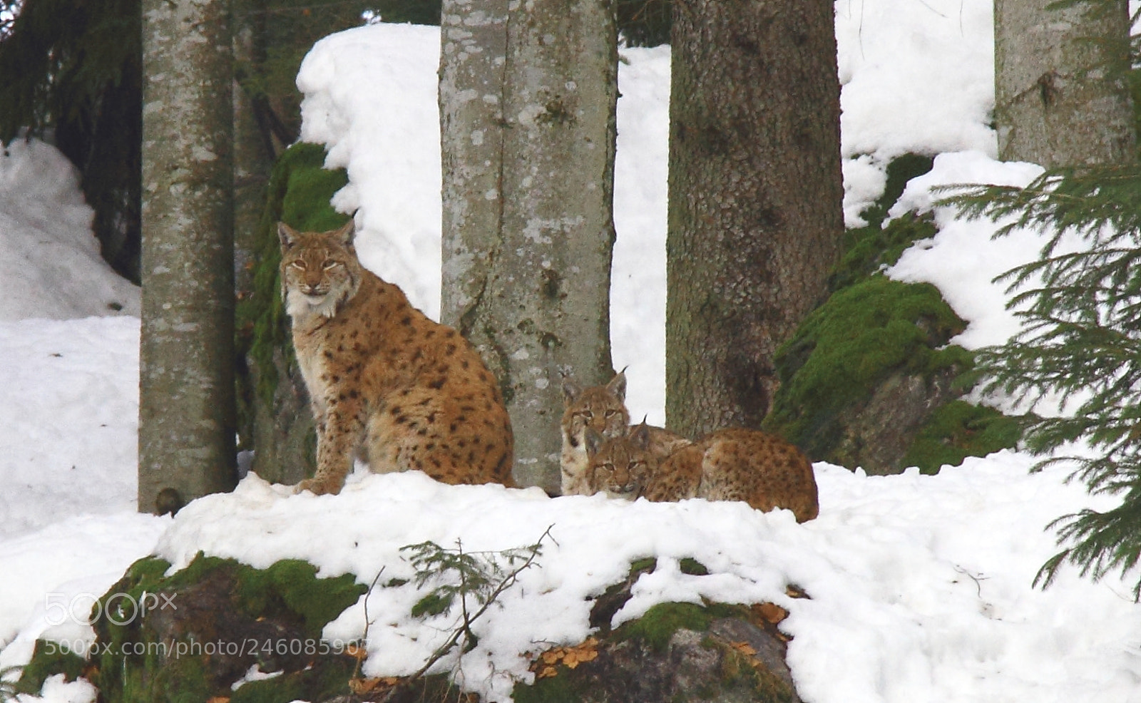 Canon EF-S 18-135mm F3.5-5.6 IS sample photo. Snoopy lynx family photography