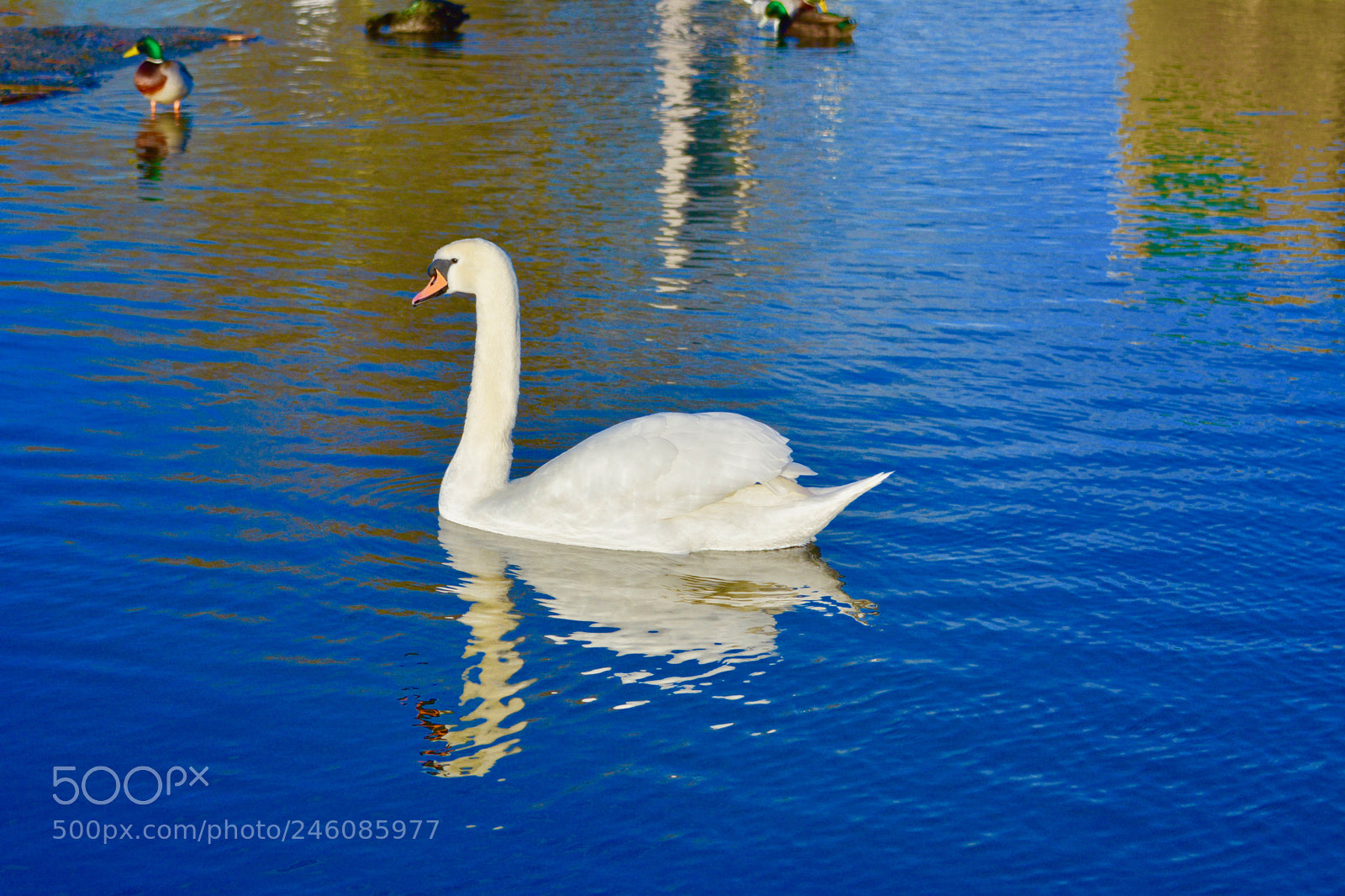 Nikon D7100 sample photo. Swan photography