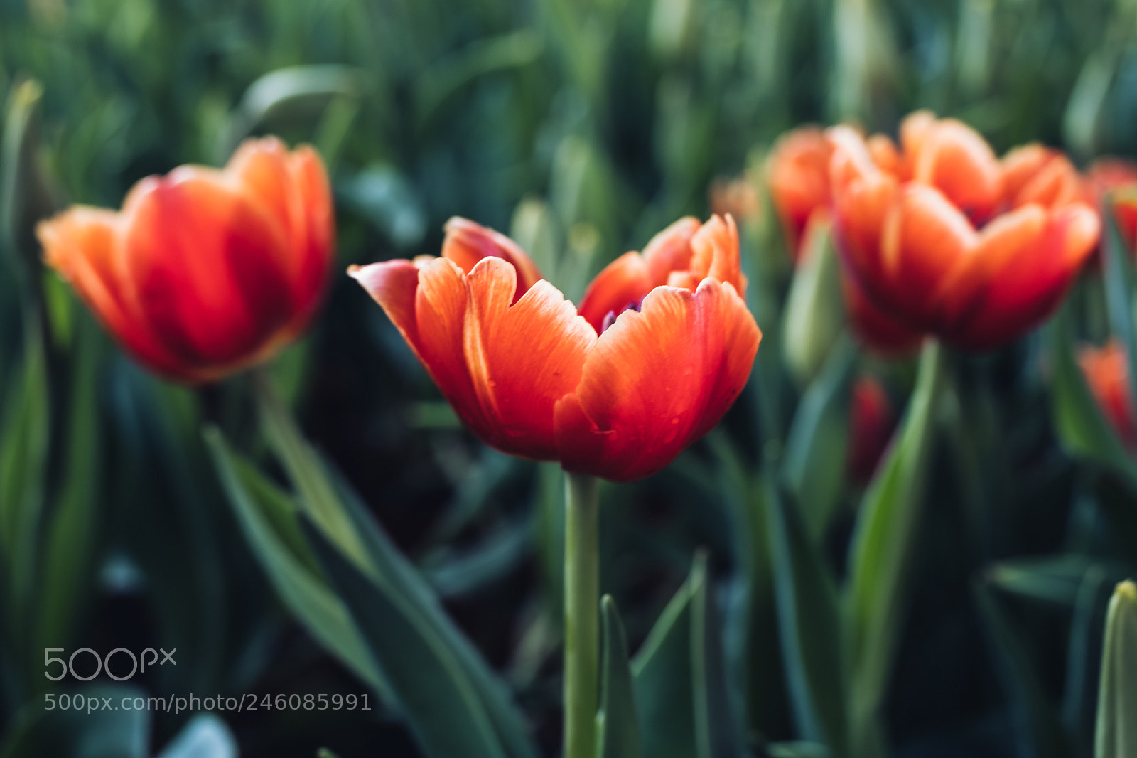 Fujifilm X-T20 sample photo. Tulip for new year photography