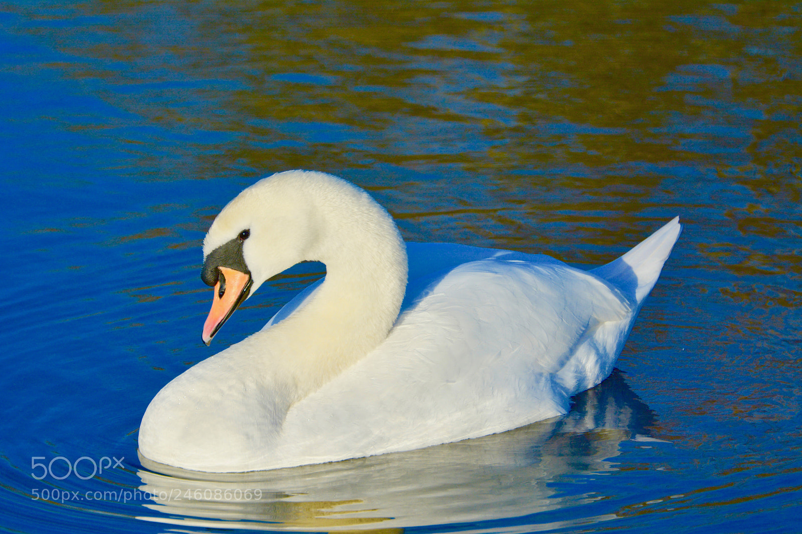 Nikon D7100 sample photo. Swan photography