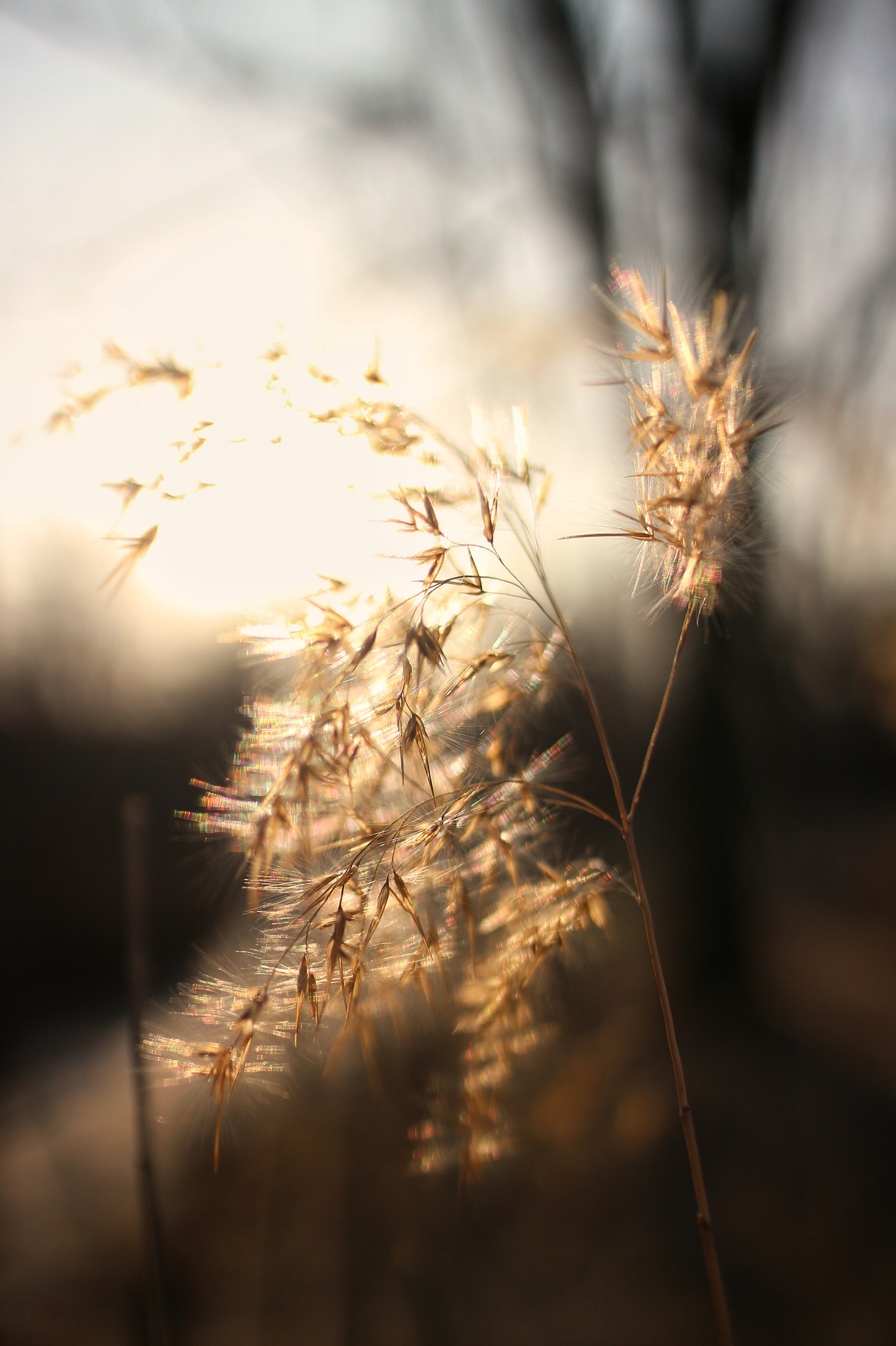 Canon EOS M2 sample photo. Winter sunset photography