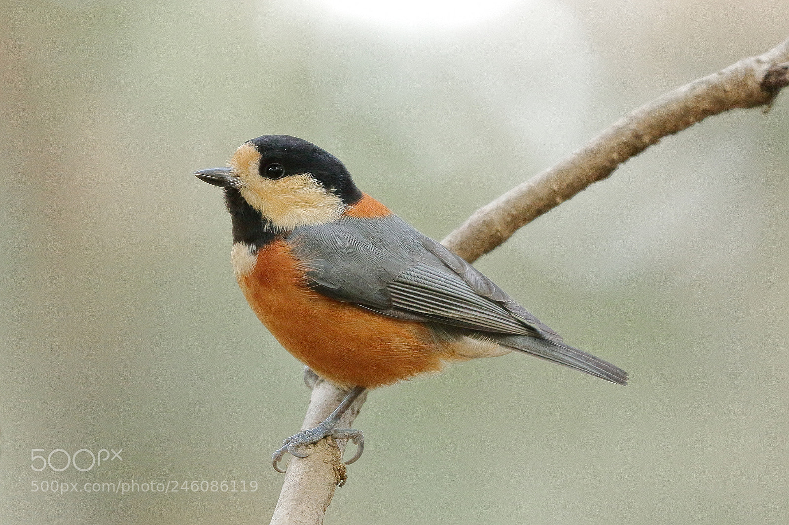 Canon EOS 7D Mark II sample photo. 山雀 cute little bird 3460 photography