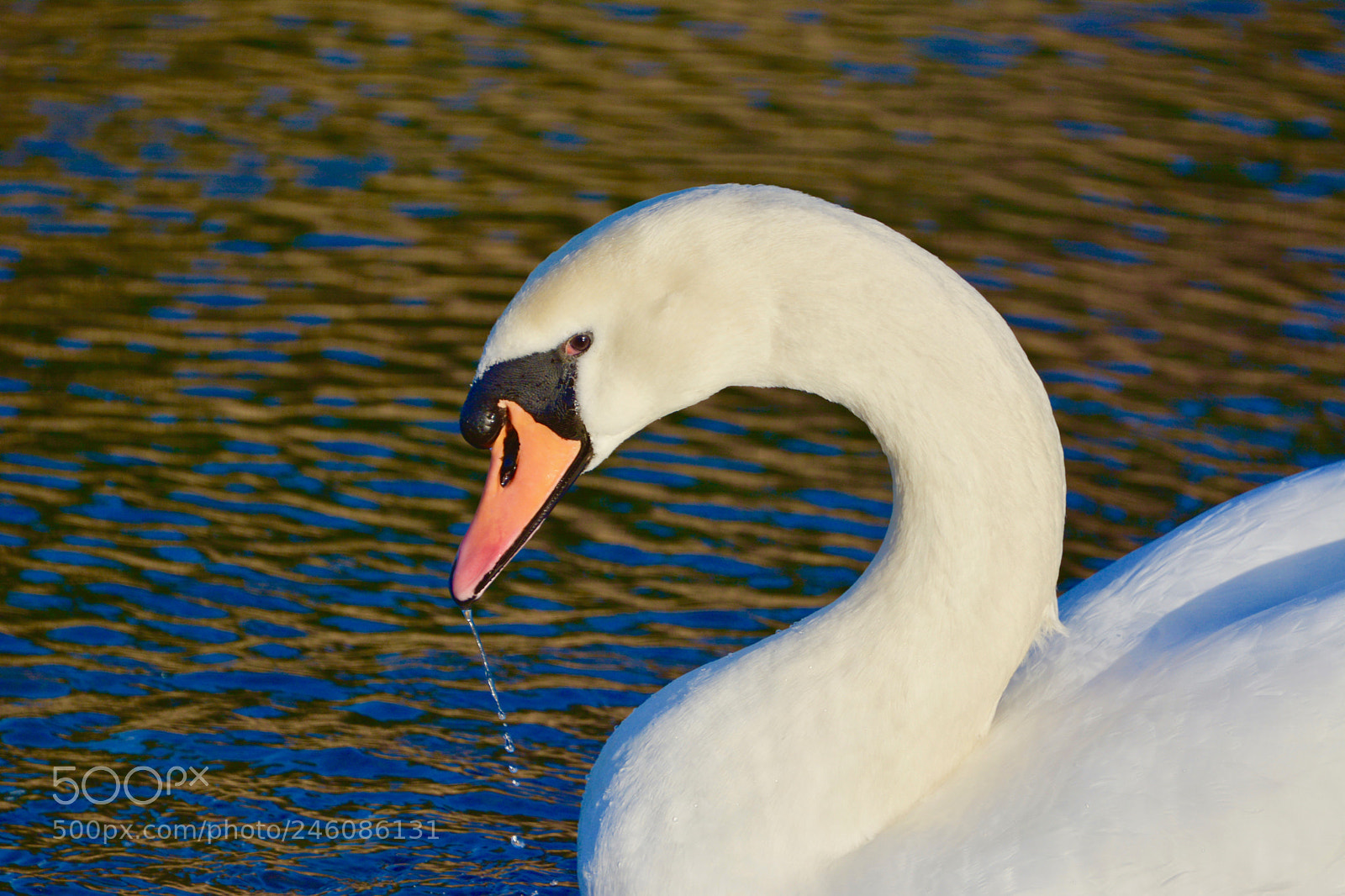 Nikon D7100 sample photo. Swan photography