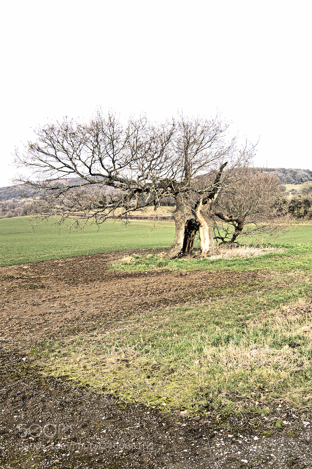 Nikon D2X sample photo. Solo tree photography