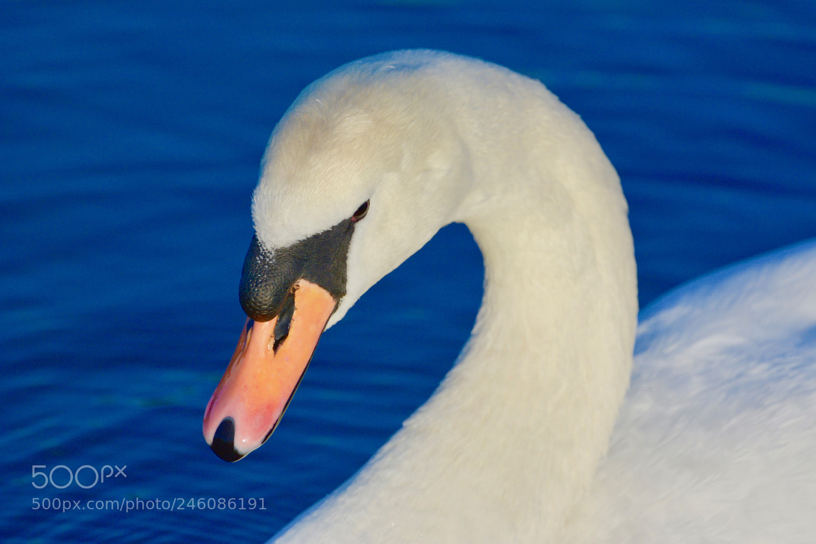 Nikon D7100 sample photo. Swan photography