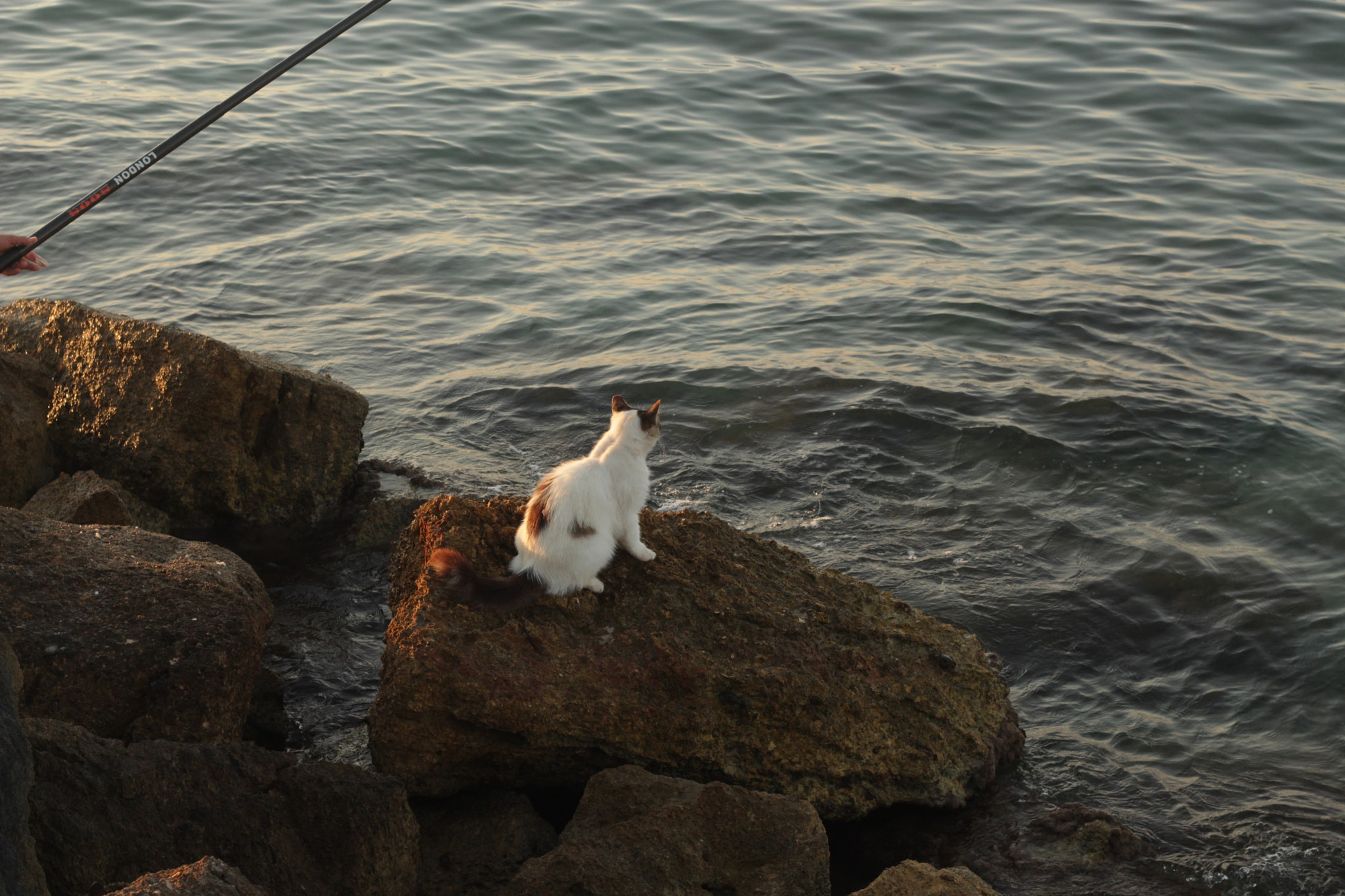 Canon EOS 700D (EOS Rebel T5i / EOS Kiss X7i) + Canon EF 50mm F1.8 II sample photo. Fishercat photography