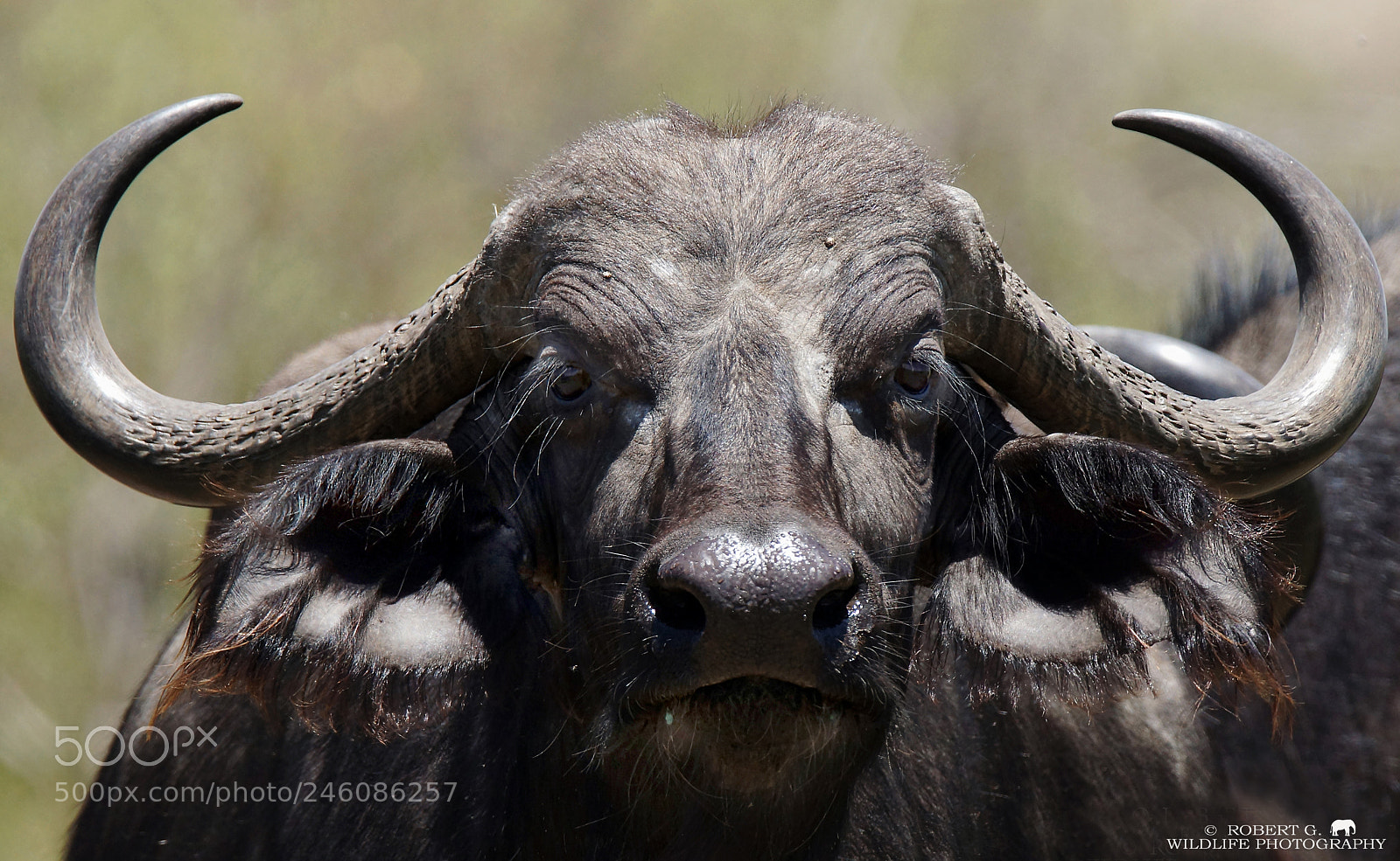 Sony SLT-A77 sample photo. Buffalo portrait photography