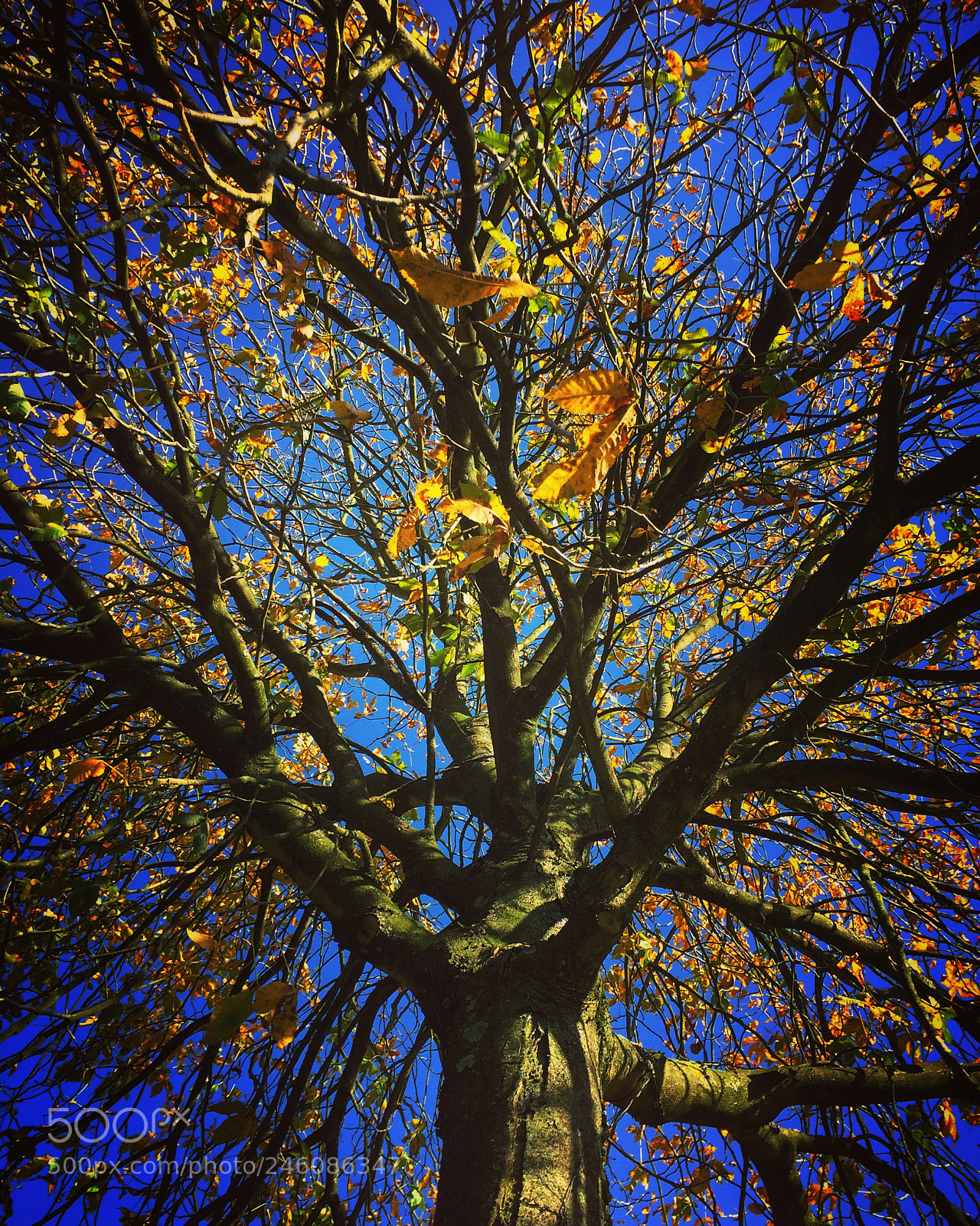 Apple iPhone 5s sample photo. Blue and yellow photography