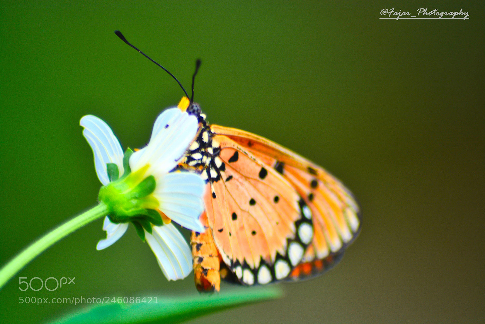Nikon D5200 sample photo. Orange butterfly photography