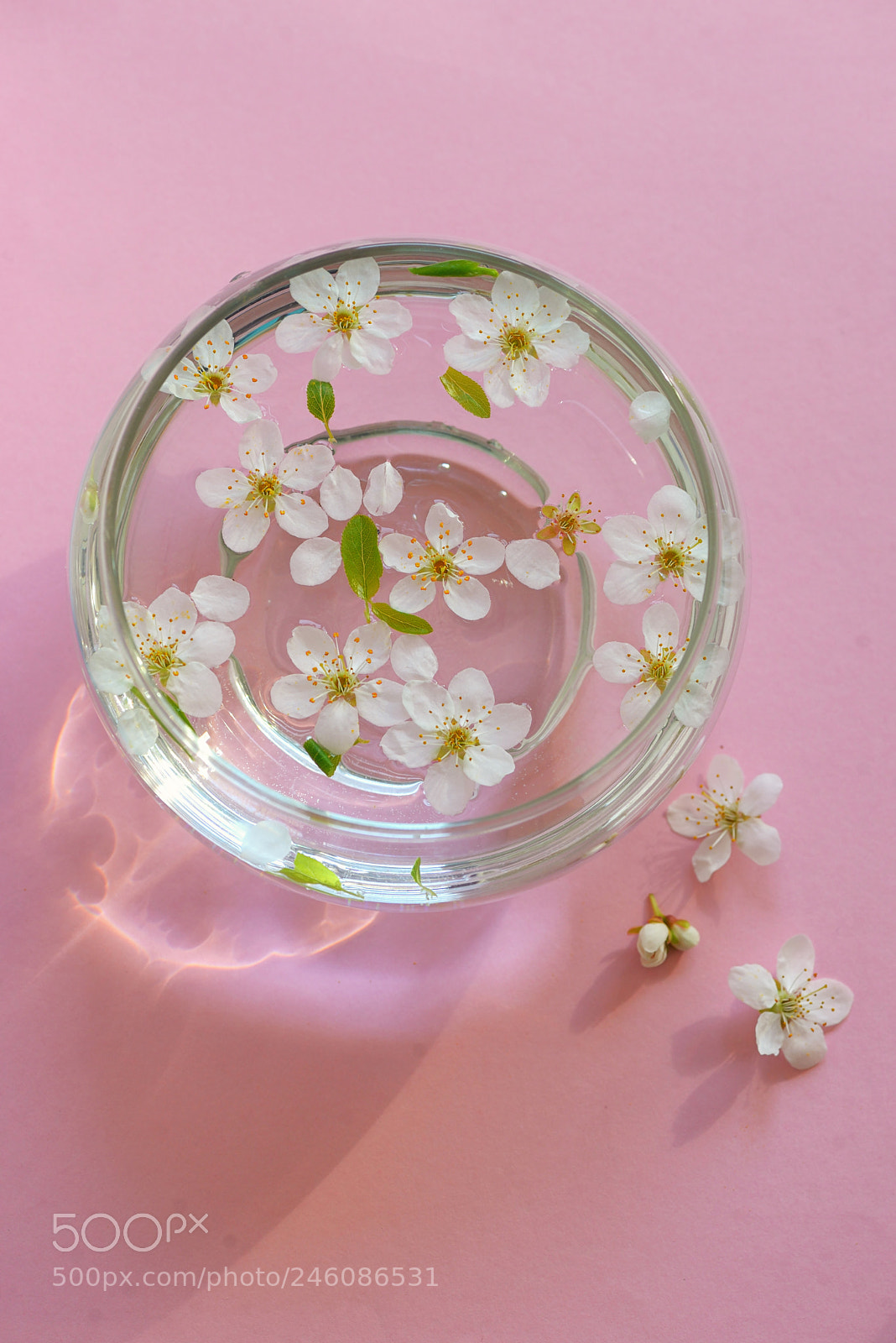 Nikon D610 sample photo. Cherry blossom twig with photography