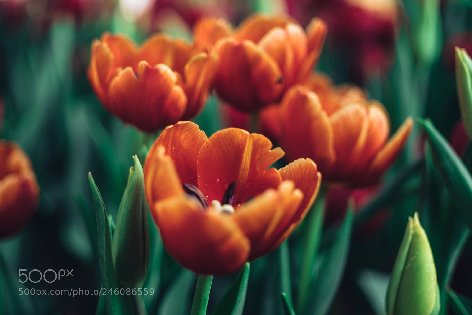 Fujifilm X-T20 sample photo. Dscf1332-3.jpg photography
